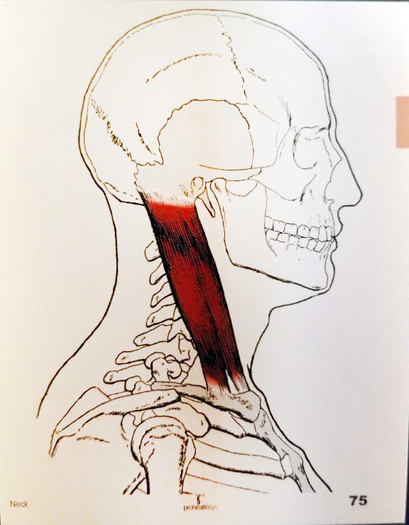 Muscle Manual Flash Cards 2nd Edition - Prohealthsys