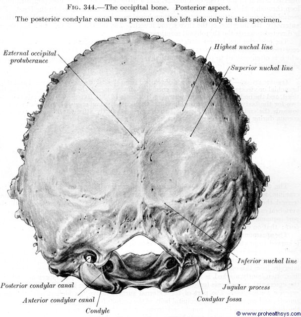 Occipital Condyle Anatomy Occipital Condyle Anatomy