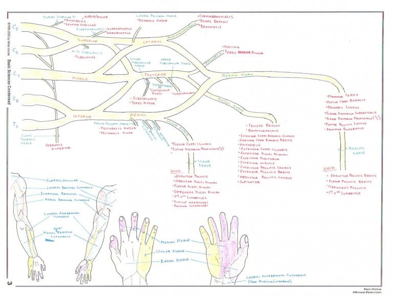 Vizniak Brachial plexus