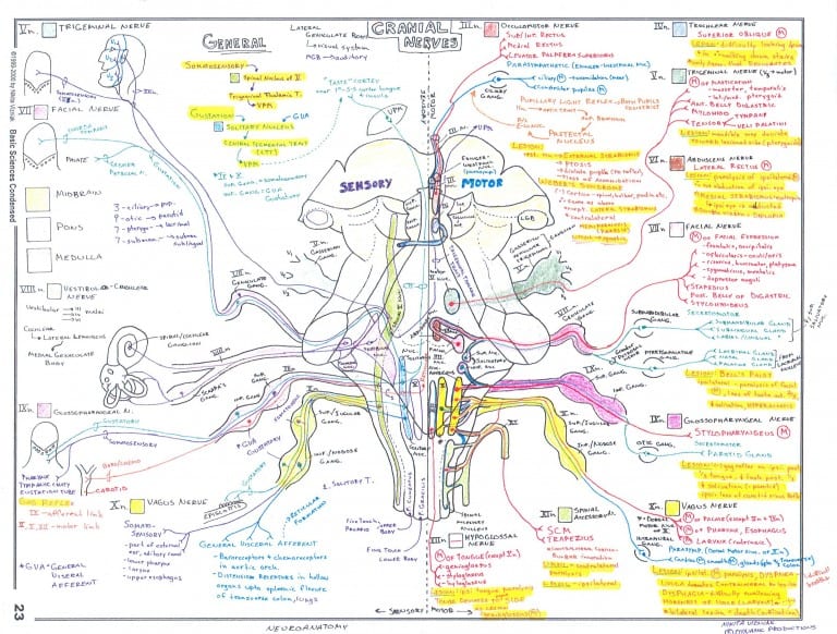 Vizniak Cranial nerves