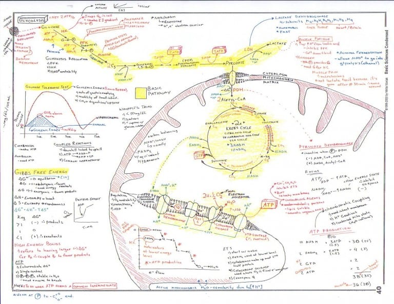 Vizniak glucose metabolism