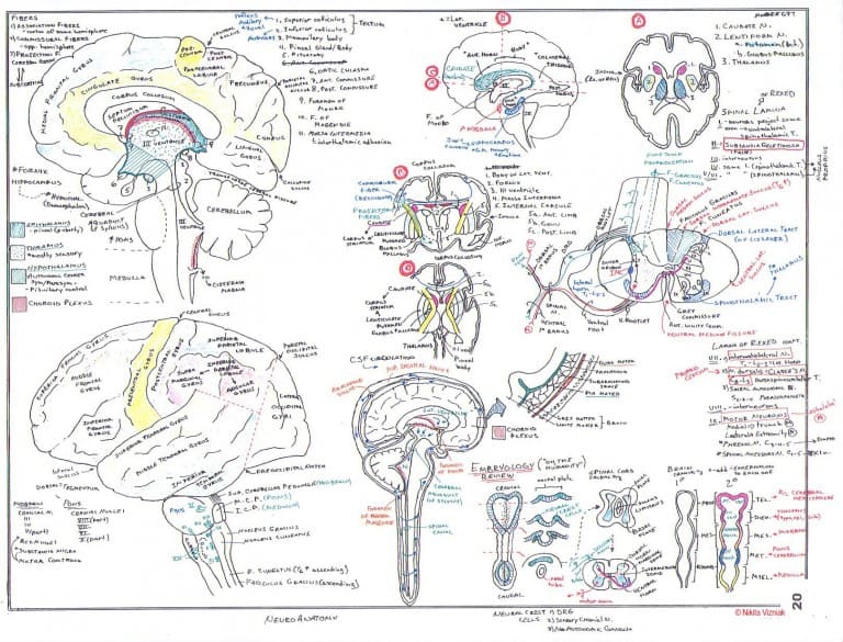 Vizniak neuroanatomy