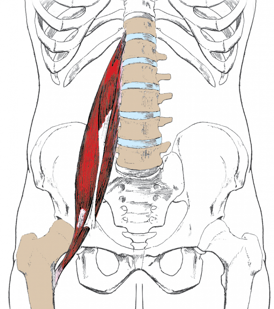 Master Muscle Table Student Resources - Prohealthsys