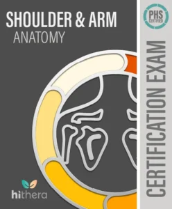 Shoulder-Arm-Anatomy