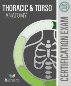 Thoracic-Torso-Anatomy